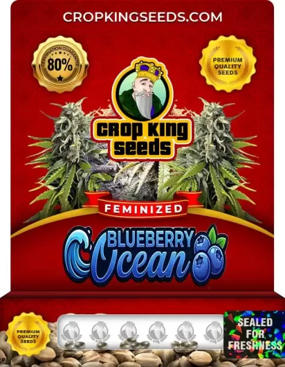 Blueberry Ocean Strain