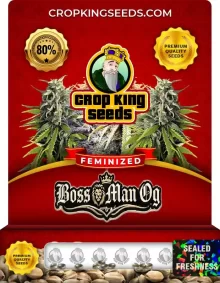 Boss Man OG Strain