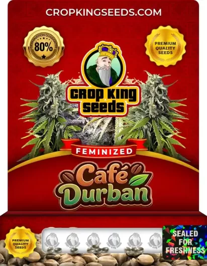 Cafe Durban Strain
