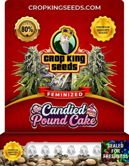 Candied Pound Cake Strain