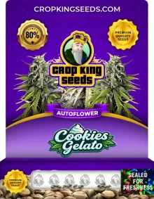 Cookies Gelato Autoflower