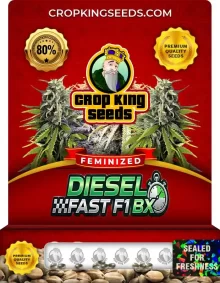 Diesel Fast F1 Bx Strain