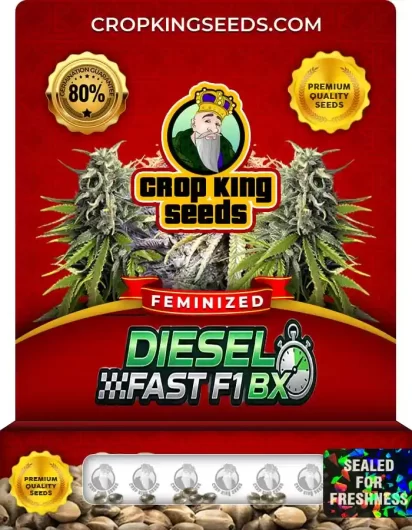 Diesel Fast F1 Bx Strain