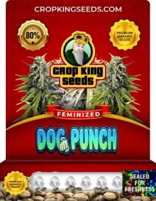 Dog Punch Hybrid Strain