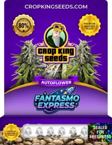 Fantasmo Express Autoflower