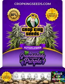 Granddaddy Purple Autoflower