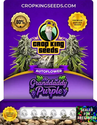 Granddaddy Purple Autoflower