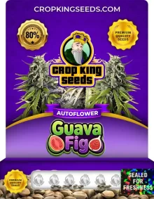 Guava Fig Autoflower