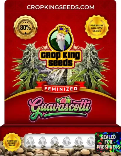 Guavascotti Strain