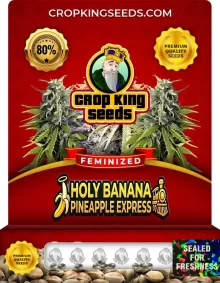 Holy Banana Pineapple Express Strain