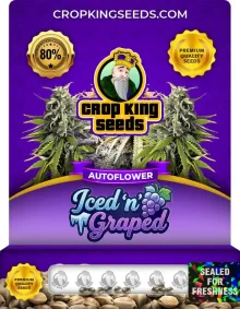 Iced n Graped Autoflower