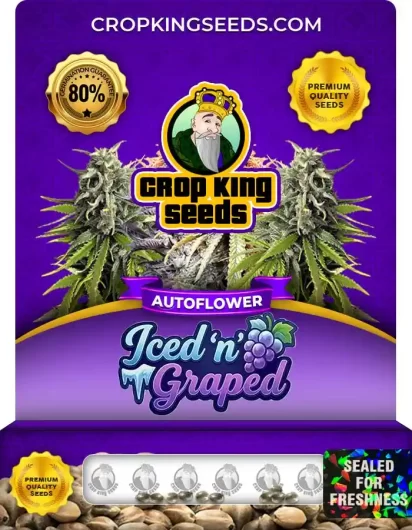 Iced n Graped Autoflower