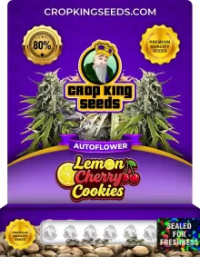 Lemon Cherry Cookies Autoflower