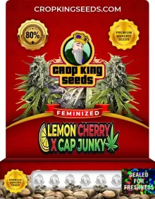 Lemon Cherry X Cap Junky Strain