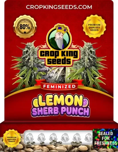 Lemon Sherb Punch Strain