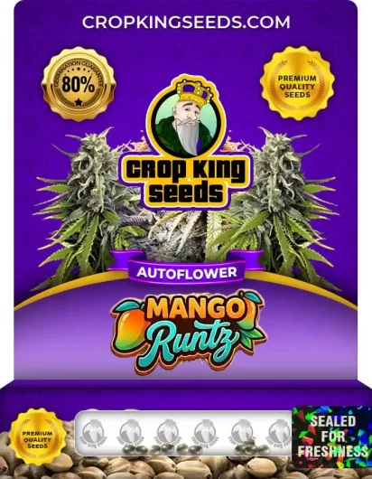 Mango Runtz Autoflower