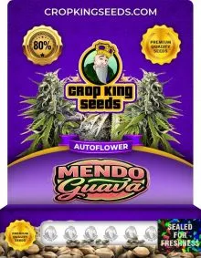 Mendo Guava Autoflower
