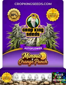 Mimosa x Orange Punch Autoflower