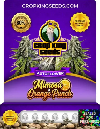 Mimosa x Orange Punch Autoflower
