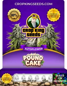 Pound Cake Autoflower