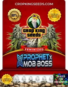 Prophet X Mob Boss Strain