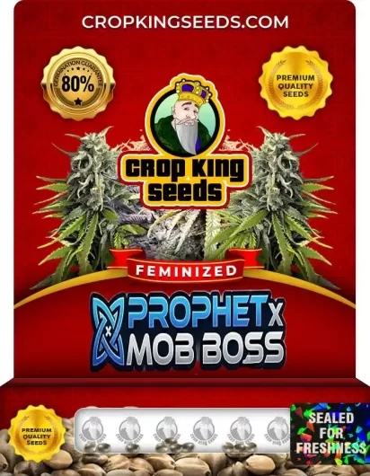 Prophet X Mob Boss Strain