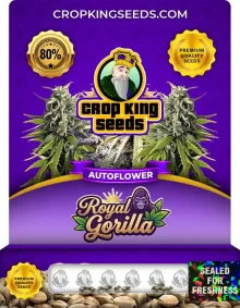 Royal Gorilla Autoflower