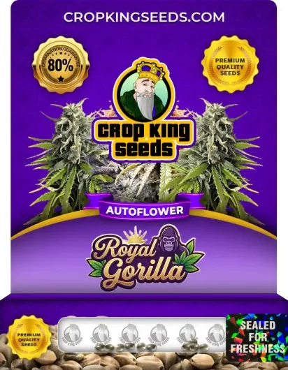 Royal Gorilla Autoflower