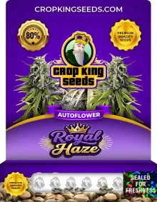 Royal Haze Autoflower