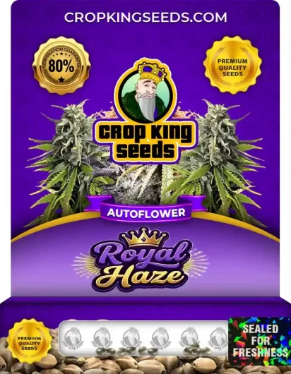 Royal Haze Autoflower
