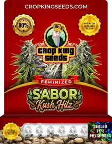 Sabor Kush Hitz Strain