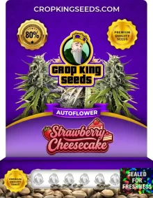 Strawberry Cheesecake Autoflower