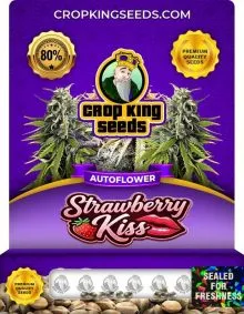 Strawberry Kiss Autoflower