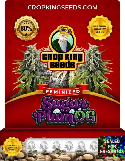 Sugar Plum OG Strain