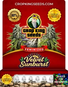 Velvet Sunburst Strain