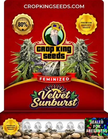 Velvet Sunburst Strain