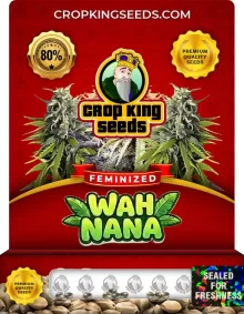 Wah Nana Strain