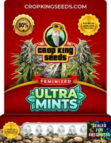 Ultra Mints Strain