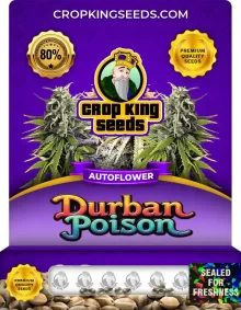 Durban Poison Auto