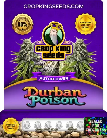Durban Poison Autoflower