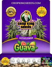 Guava Autoflower