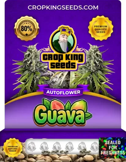 Guava Autoflower