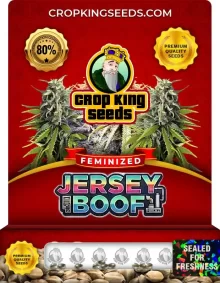 Jersey Boof Strain
