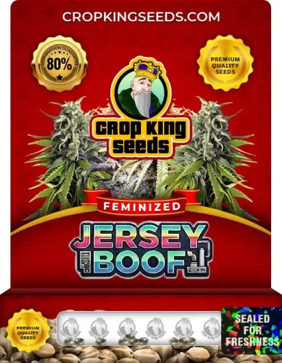 Jersey Boof Strain