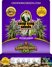 Samsquanch OG Autoflower