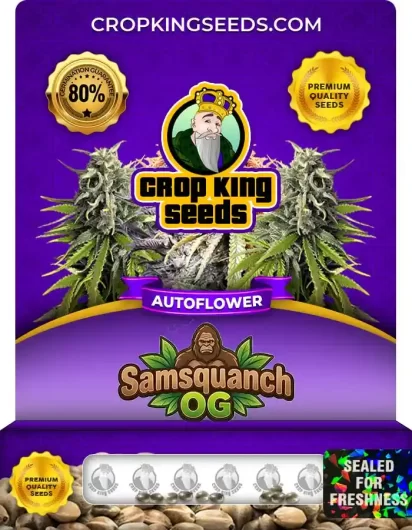 Samsquanch OG Autoflower