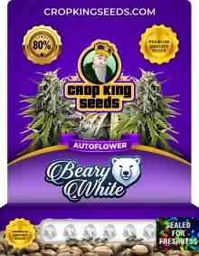 Beary White Autoflower
