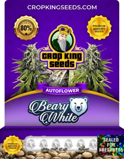 Beary White Autoflower
