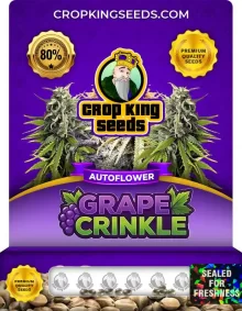 Grape Crinkle Autoflower