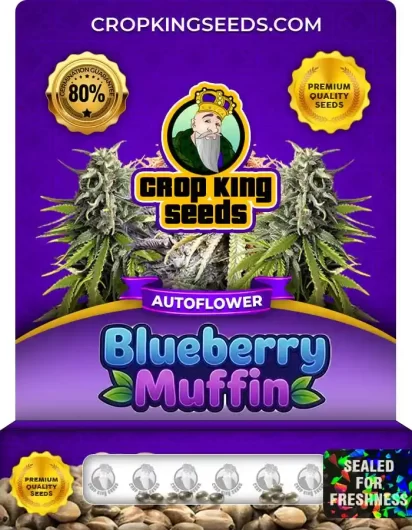 Blueberry Muffin Autoflower